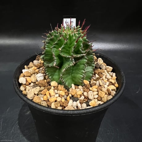 CATEGORY ユーフォルビア | STELLA.PLANTS CATEGORY ユーフォルビア | STELLA.PLANTS