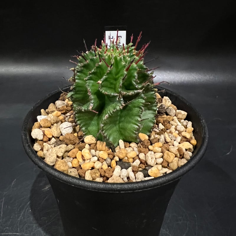 ユーフォルビア ポリゴナ isla del pescado - Euphorbia polygona-ユーフォルビア・ポリゴナ