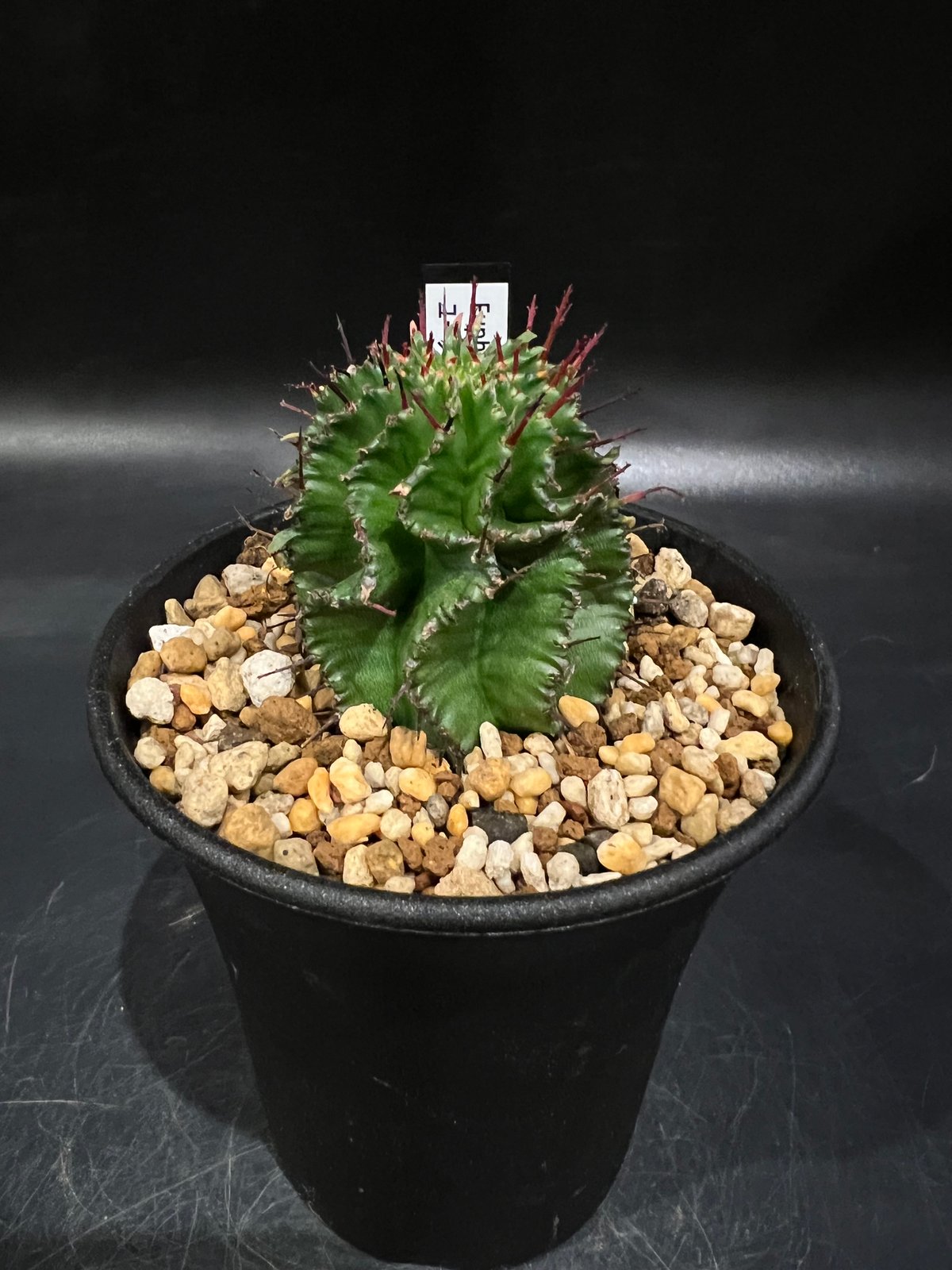 ユーフォルビア ポリゴナ fit=scale-down,w=1200