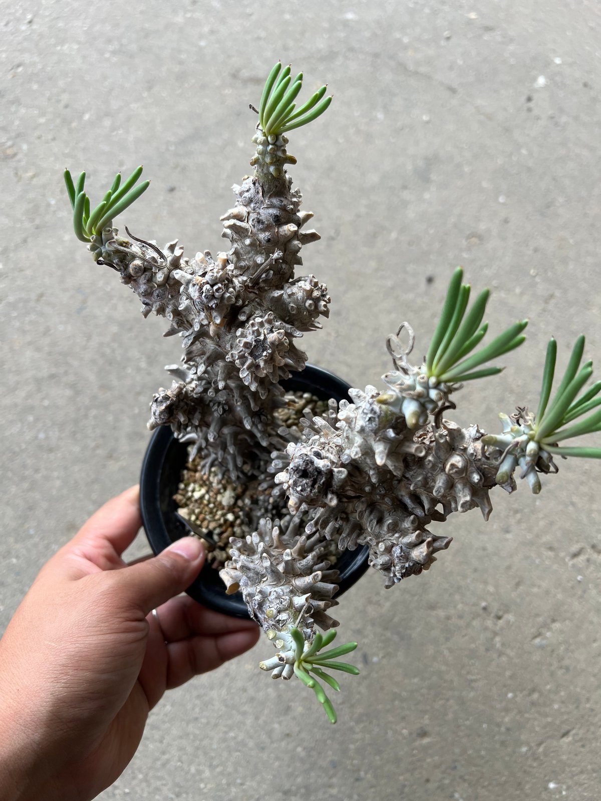 チレコドン※ワリチー Tylecodon wallichii