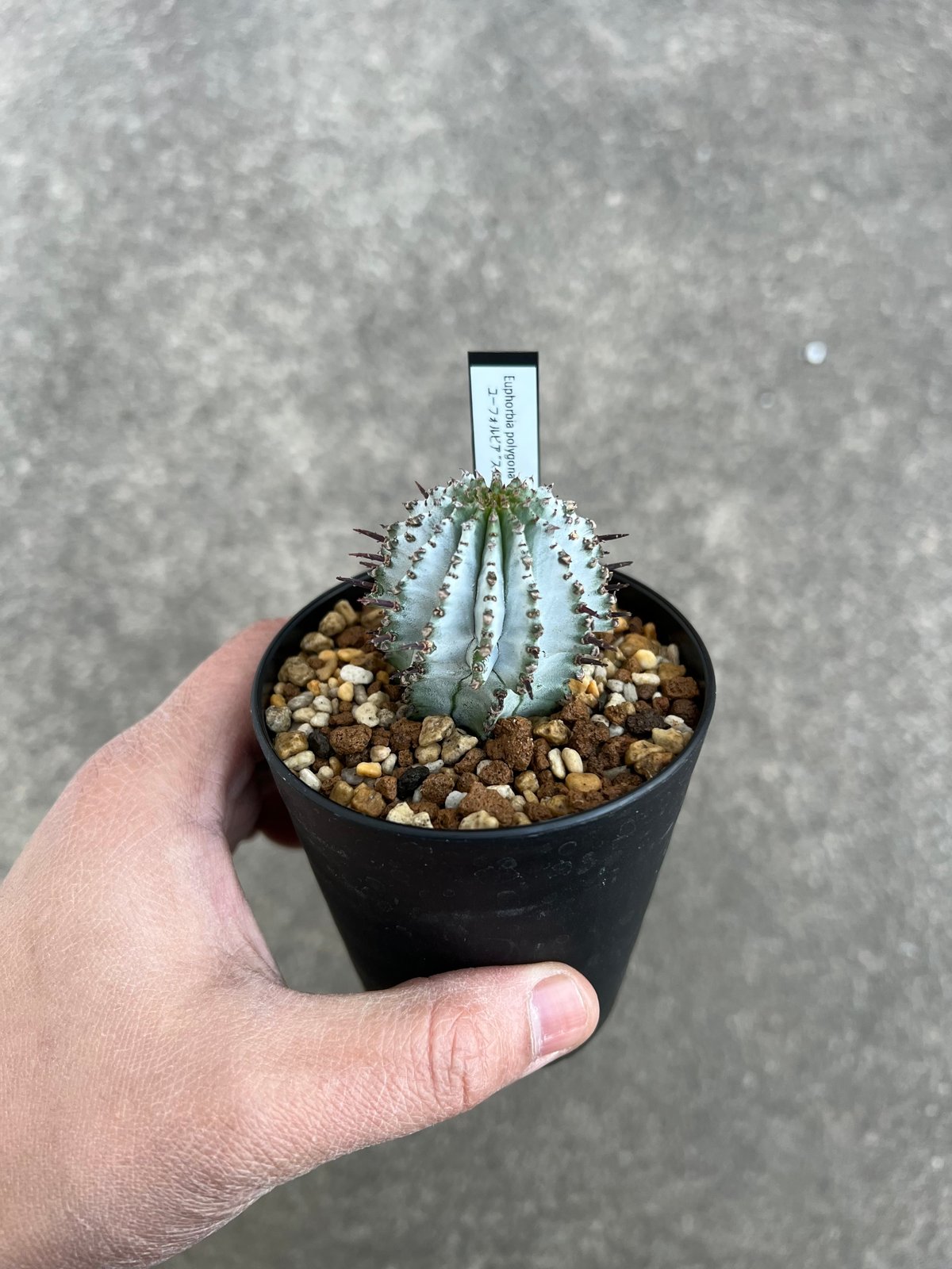 ユーフォルビア ポリゴナ 'スノーフレーク' | STELLA.PLANTS