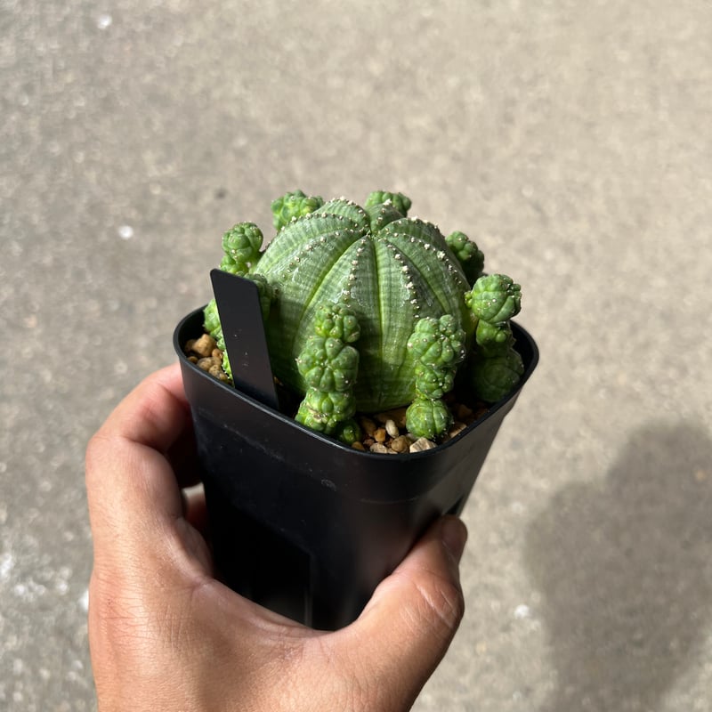 ユーフォルビア シンメトリカ1 | STELLA.PLANTS