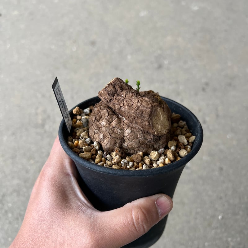 ステファニア スベローサ1 | STELLA.PLANTS