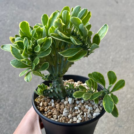 CATEGORY ユーフォルビア | STELLA.PLANTS