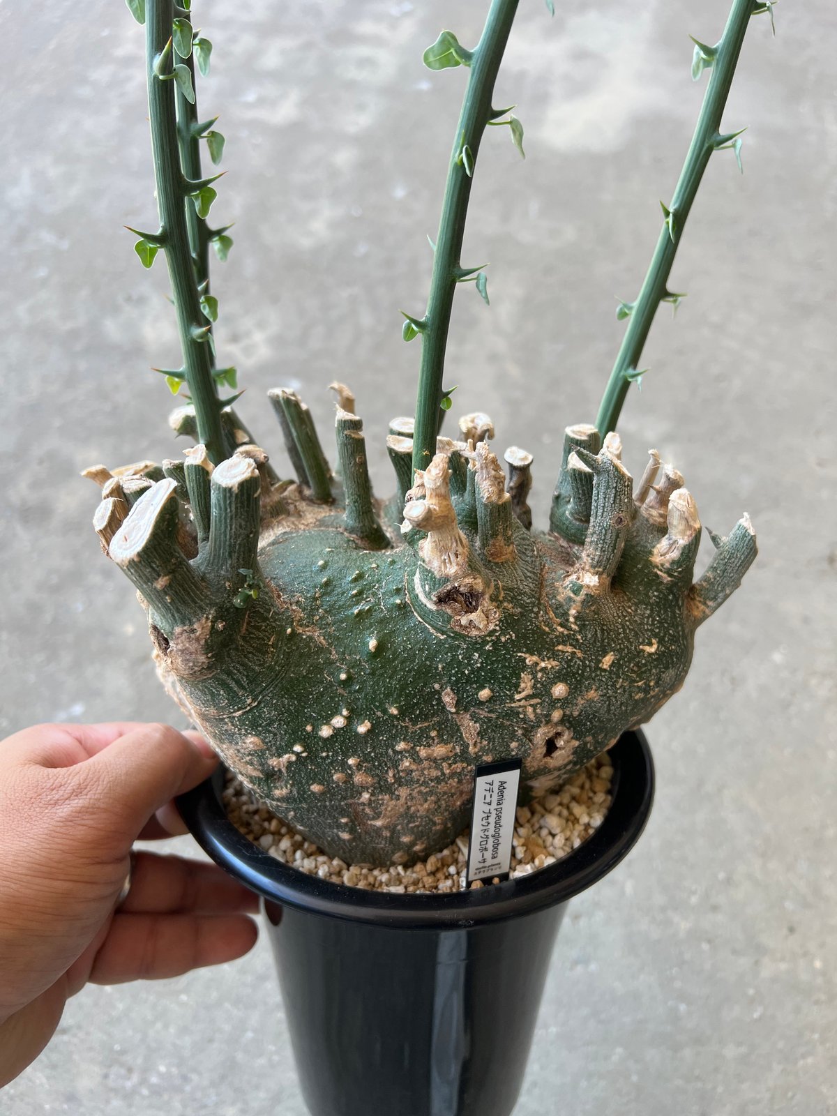 アデニアプセウドグロボーサ検ムランジーナスピノーサペチュエリー