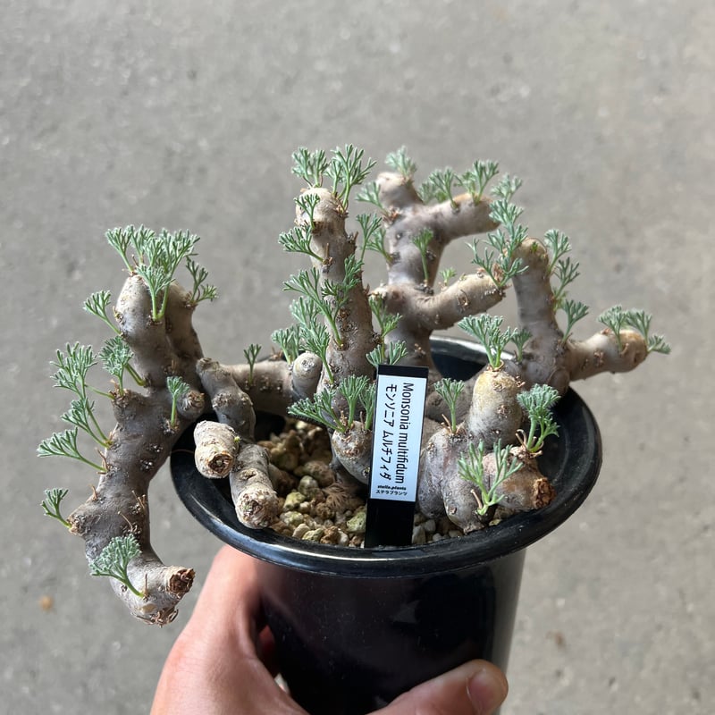 モンソニア　ムルチフィダ　A モンソニア ムルチフィダ | STELLA.PLANTS
