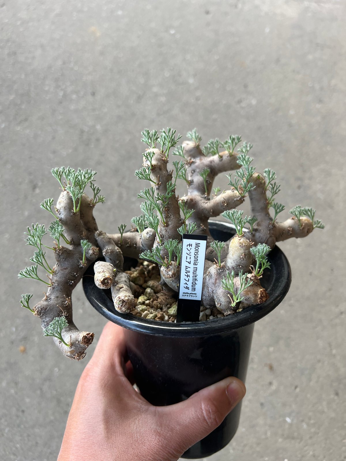 モンソニア ムルチフィダ モンソニア ムルチフィダ | STELLA.PLANTS
