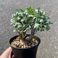 オトンナ ユーフォルビオイデス2