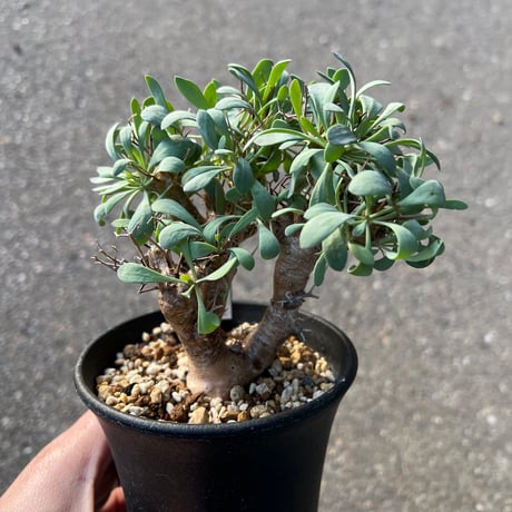 オトンナユーフォルビオイデス | STORES