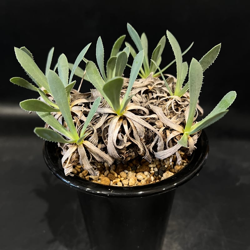 オトンナ レトロルサ | STELLA.PLANTS オトンナ レトロルサ | STELLA.PLANTS