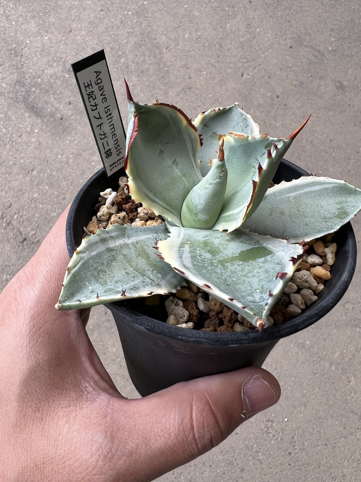 アガベ カブトガニ錦 | STELLA.PLANTS アガベ カブトガニ錦 | STELLA.PLANTS