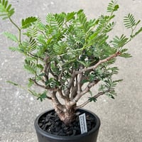 ボスウェリア ナナ | STELLA.PLANTS