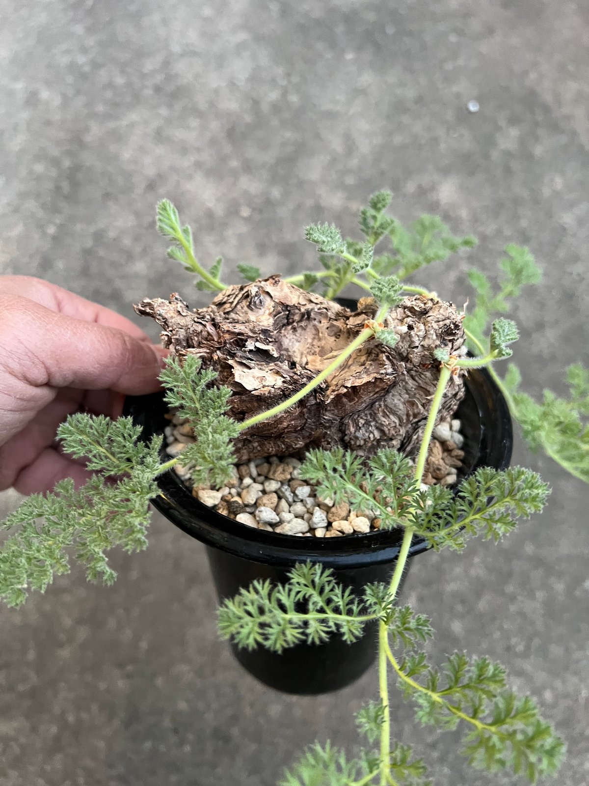 Pelargonium triste ペラルゴニウム トリステ 鉢付き