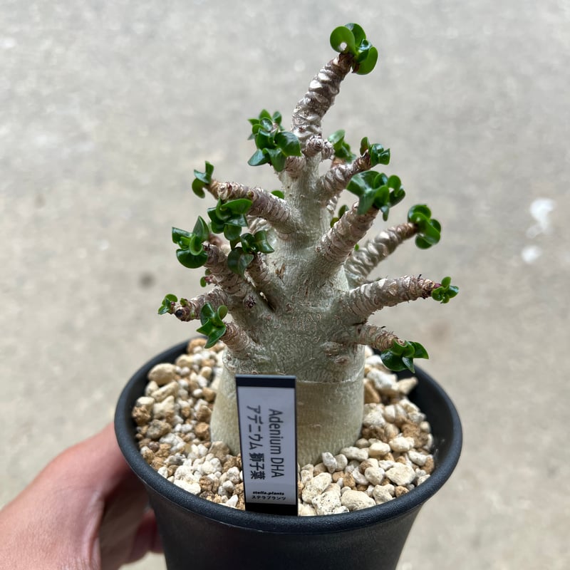 ともちぃ様 専用【獅子葉/アデニウム/極太】DHA 15 【公式通販】