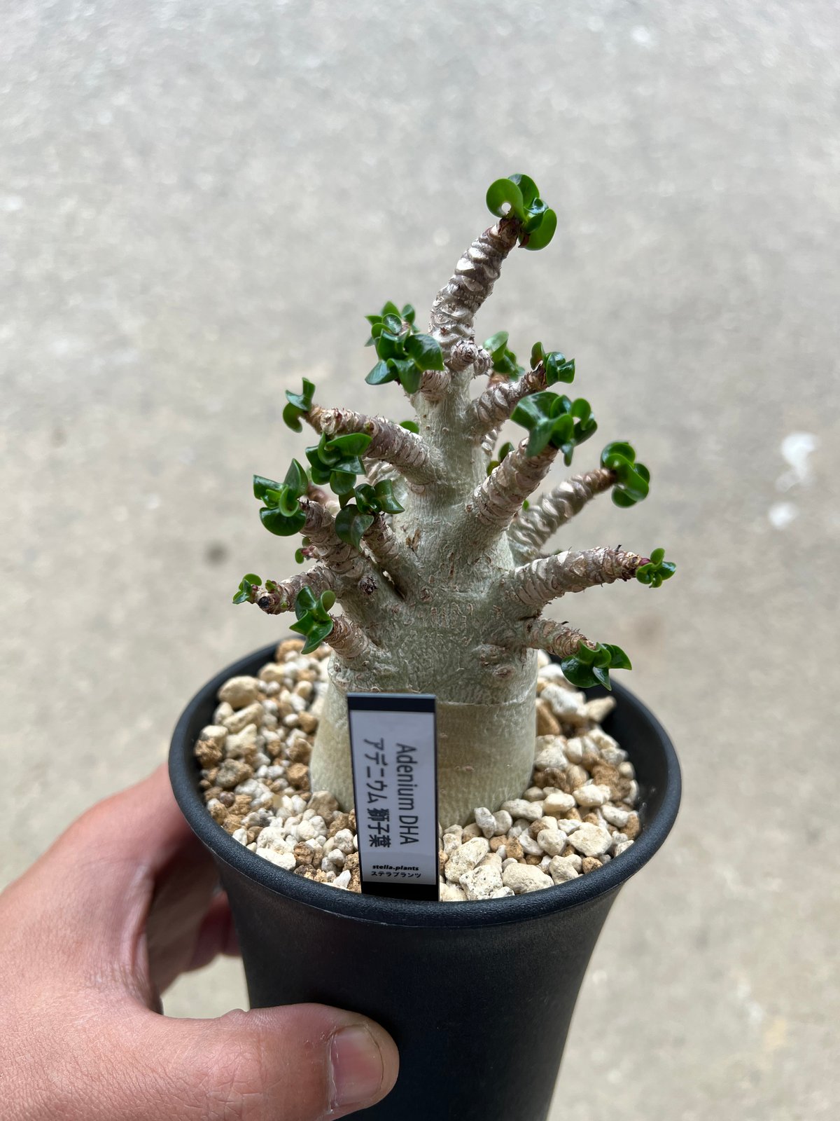 こことら【獅子葉/アデニウム】 DHA ⑨ ＋ 13の2株セット ②《 Adenium Arabicum D.H.A》アデニウム アラビカム 獅子葉