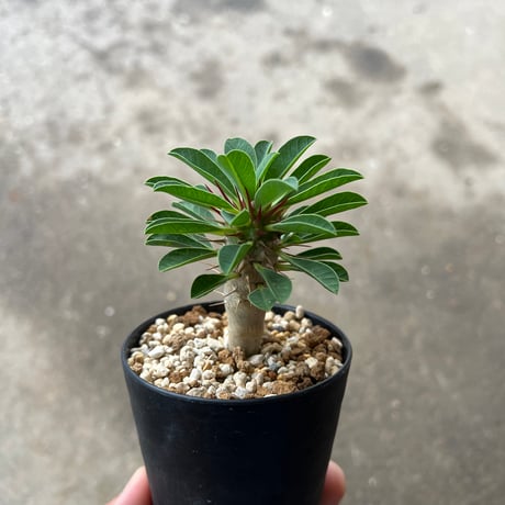 ユーフォルビアギラウミニアナ | STORES 