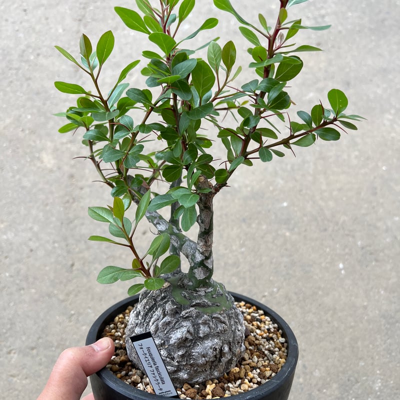 フォークイエリア ファシクラータ | STELLA.PLANTS
