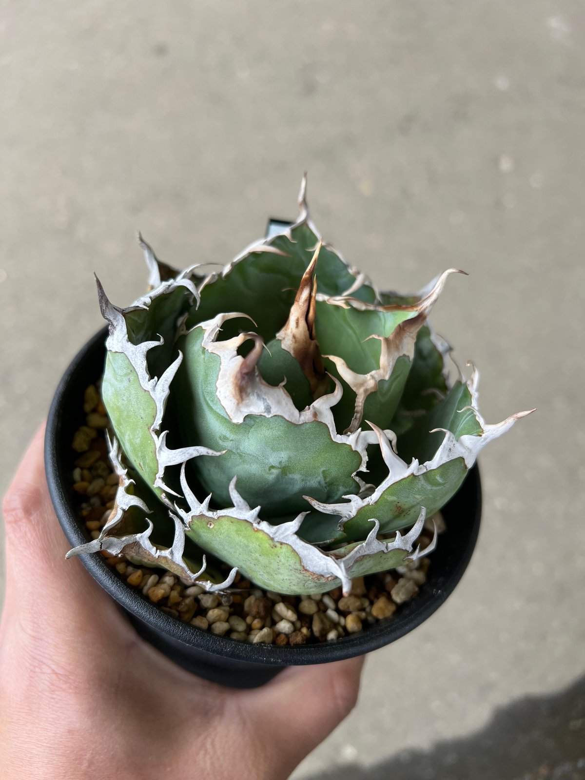 アガベ 白鯨 アガベ 白鯨 | STELLA.PLANTS