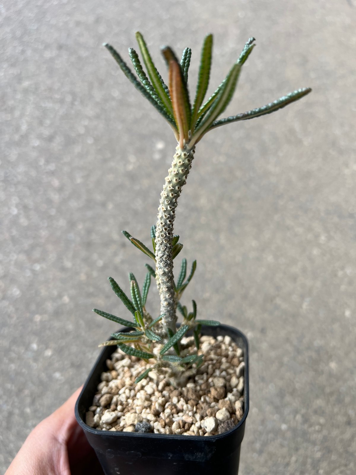 し*ん様 ￼ドルステニア　ギガス　ブラータ ドルステニア ギガス ブラータ | STELLA.PLANTS