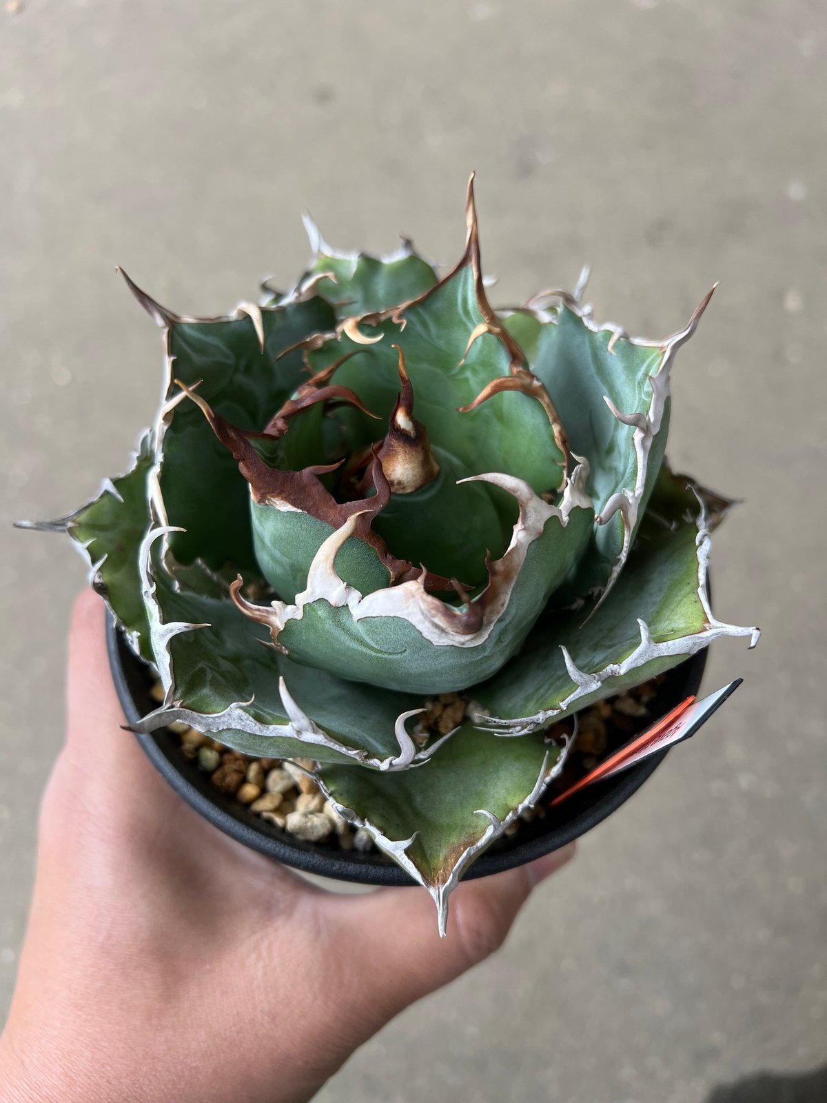 アガベ 白鯨 アガベ 白鯨 | STELLA.PLANTS