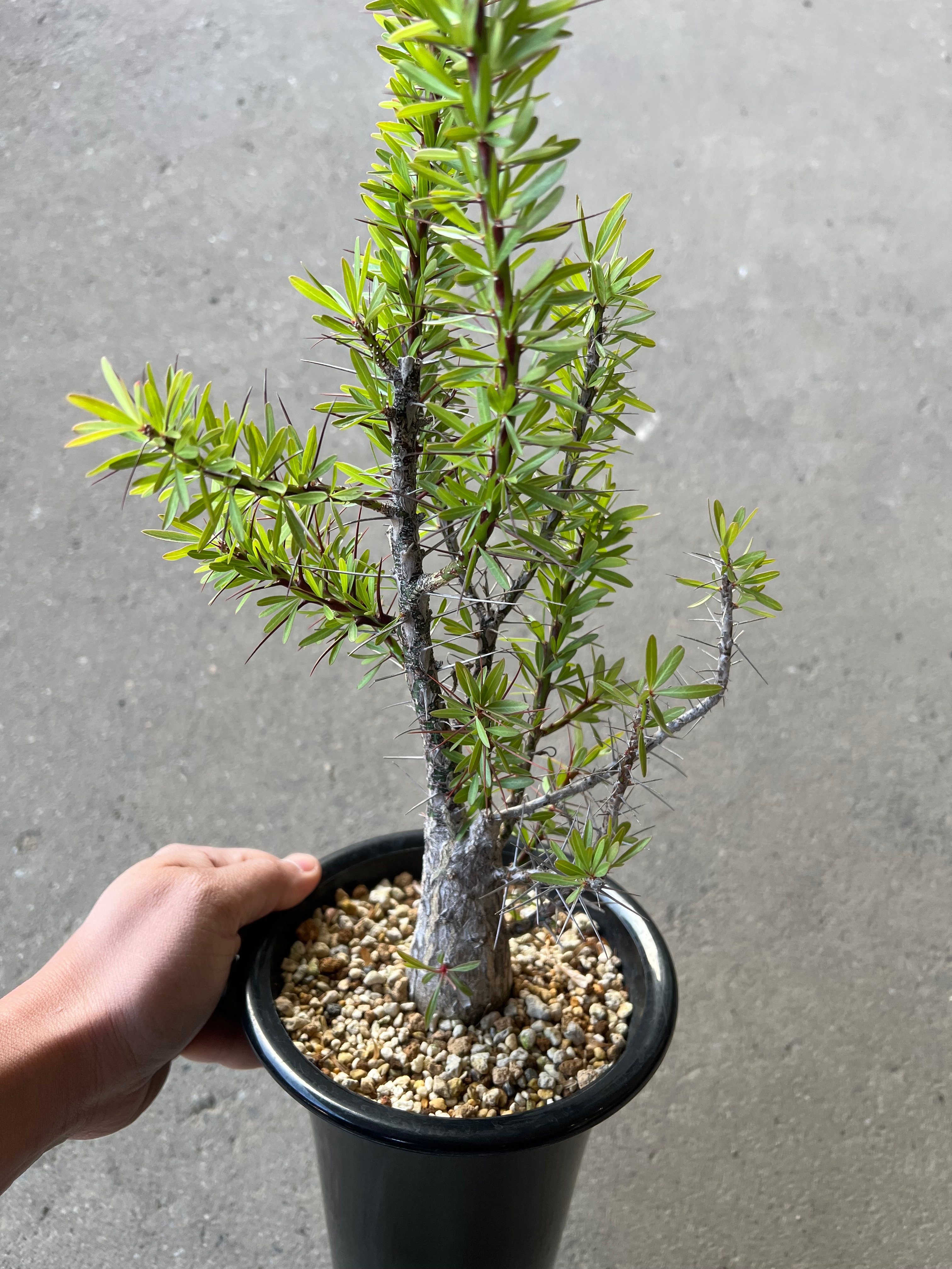 国内実生株 フォークイエリア プルプシー ① フォークイエリア プルプシー | STELLA.PLANTS