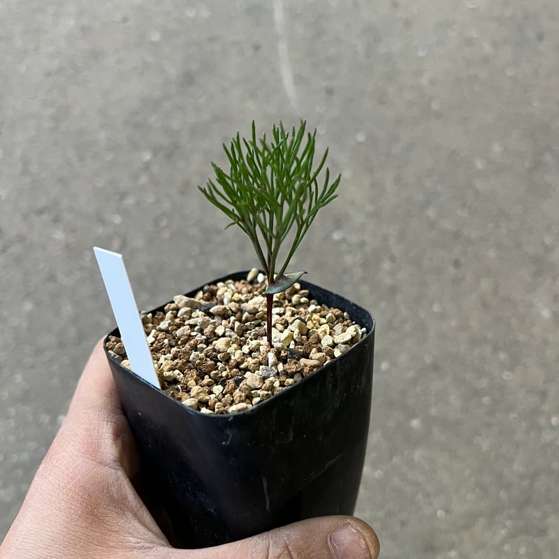 エリオスペルマム アルキコルネ | STELLA.PLANTS