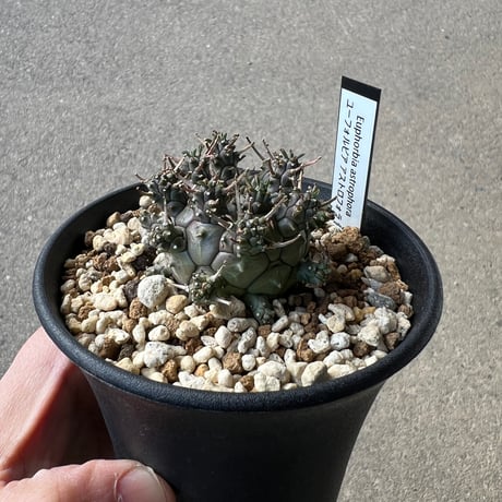 ユーフォルビア アストロフォラ1