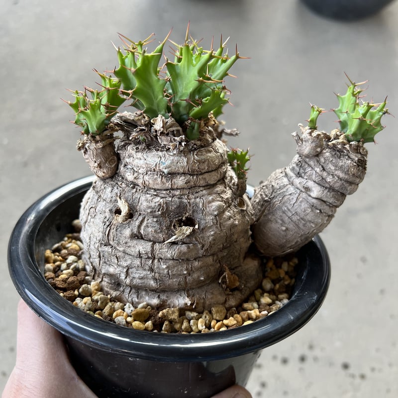 ユーフォルビア クラビゲラ | STELLA.PLANTS ユーフォルビア クラビゲラ | STELLA.PLANTS