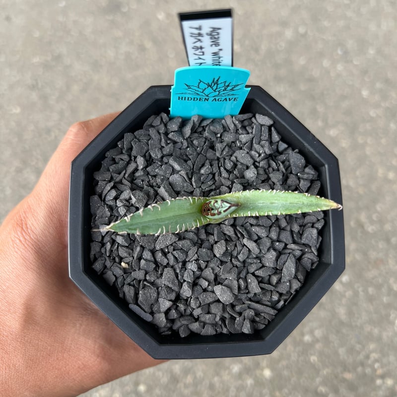 ★最終価格　新品未使用タグ付★　hortensia　ベスト　白　作家 Agave 'White Fang' 1 アガベ ホワイトファング | STELLA.PLANTS