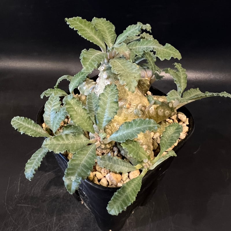 ドルステニア ラブラニー 【高さ20cm】 ドルステニア：ラブラニー（多頭） 4号23-01 の通販 | 園芸ネット