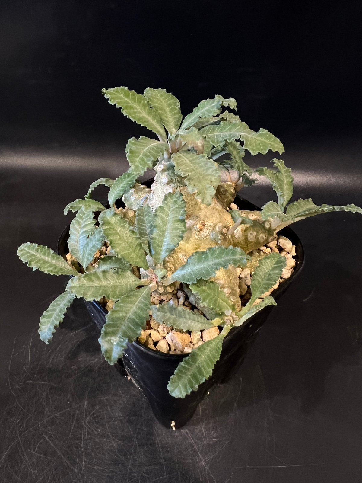 bon25　ドルステニア　ラブラニー ドルステニア ラブラニー | STELLA.PLANTS