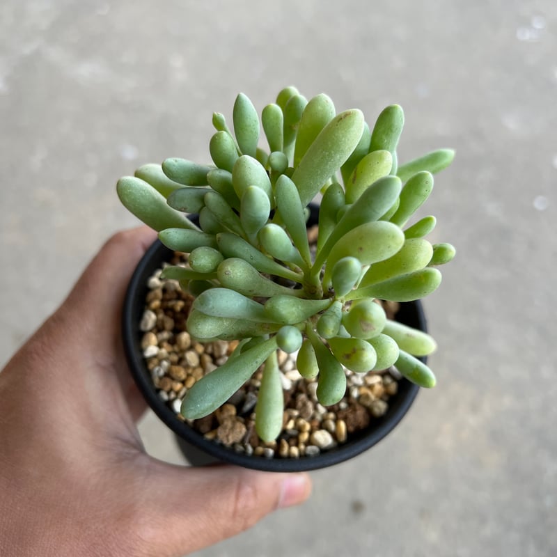 オトンナ クラビフォリア2 | STELLA.PLANTS