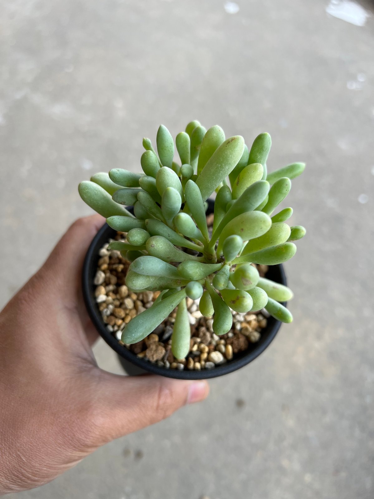 オトンナ クラビフォリア2 | STELLA.PLANTS オトンナ クラビフォリア2 | STELLA.PLANTS