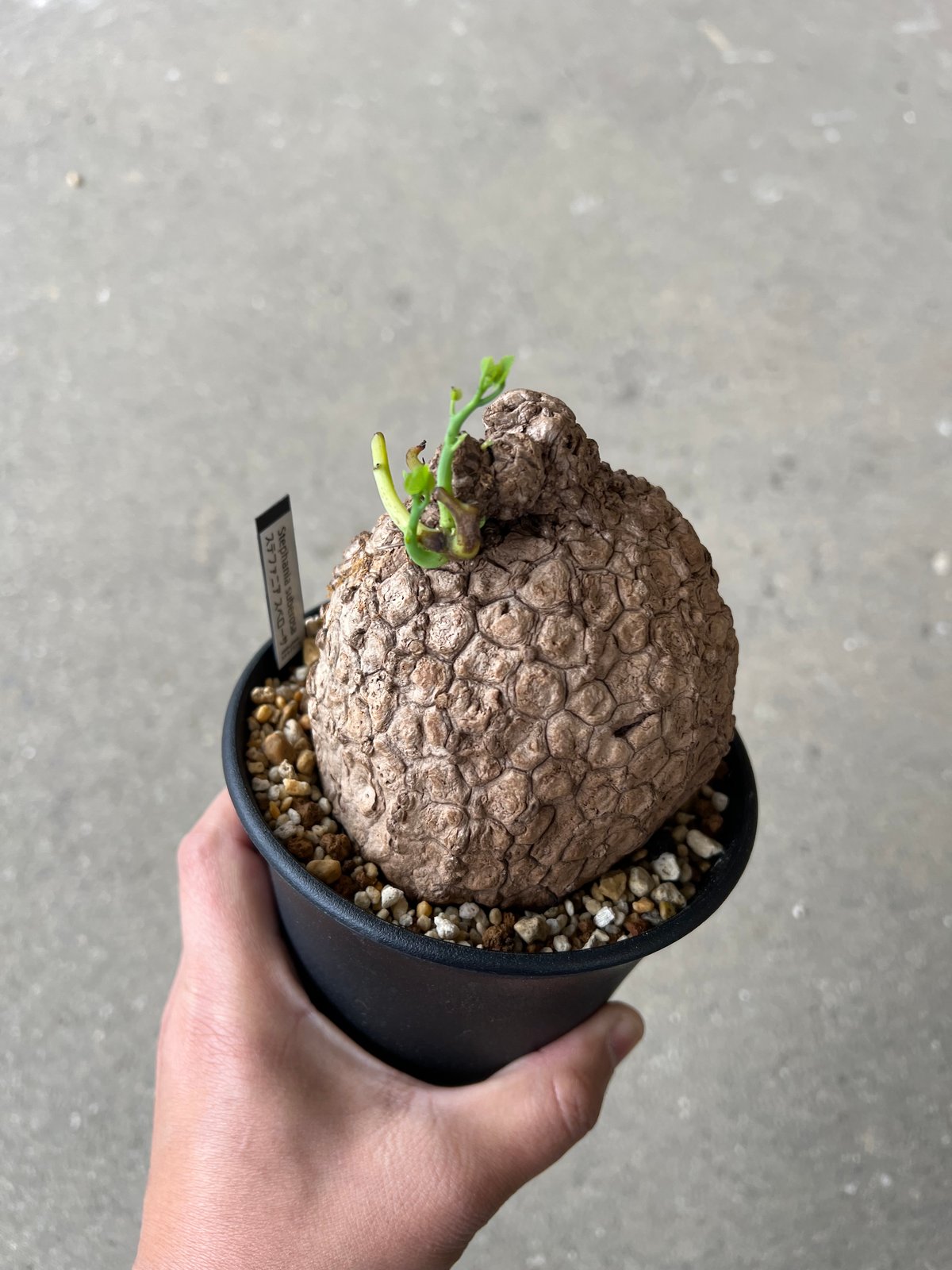 【現品】ステファニア・スベローサ（スベローサム）8号　W3番 ステファニア スベローサ8 | STELLA.PLANTS