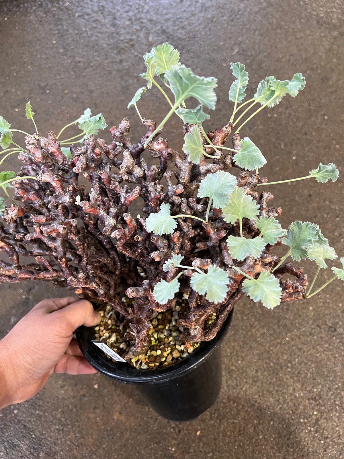 ペラゴニウム　ミラビレ ペラルゴニウム ミラビレ No.14 × S.N.Pot 