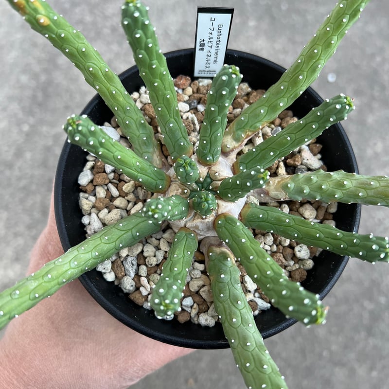 ユーフォルビア イネルミス 九頭竜 | STELLA.PLANTS ユーフォルビア イネルミス 九頭竜 | STELLA.PLANTS