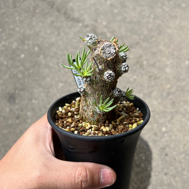 チレコドン　ペアルソニー　現地株　発根済　中サイズ チレコドン ペアルソニー7 | STELLA.PLANTS