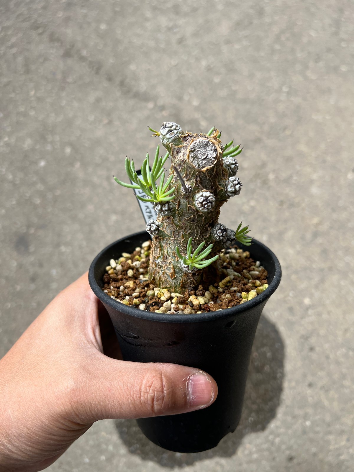 チレコドン ペアルソニー7 | STELLA.PLANTS