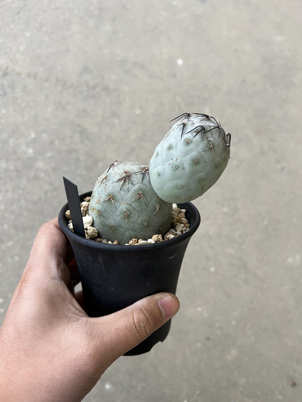 テフロカクタス ゲオメトリクス | STELLA.PLANTS