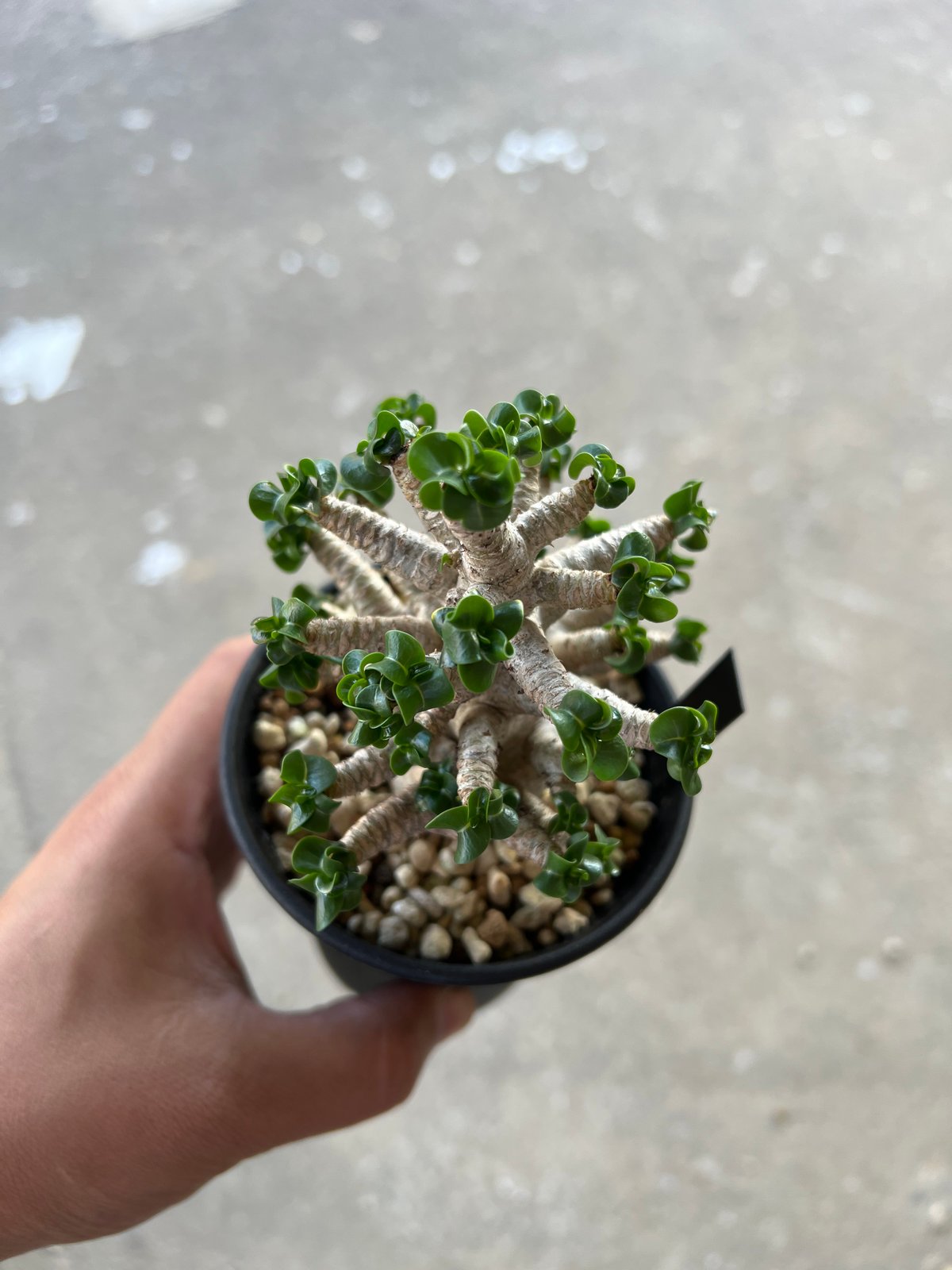 アデニウム D.H.A 獅子葉 1 | STELLA.PLANTS アデニウム D.H.A 獅子葉 1 | STELLA.PLANTS