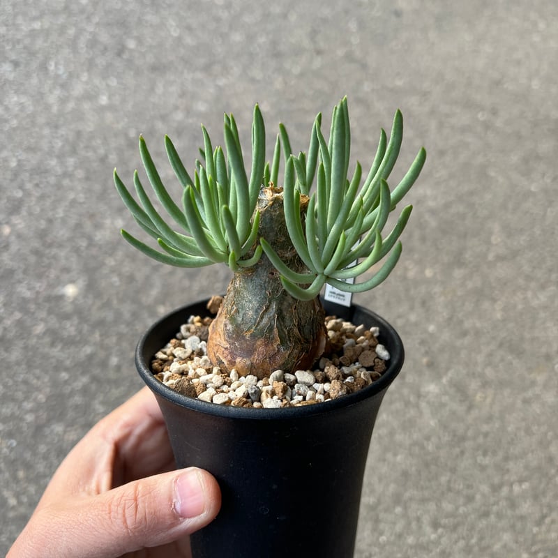 チレコドン　ペアルソニー チレコドン ペアルソニー4 | STELLA.PLANTS