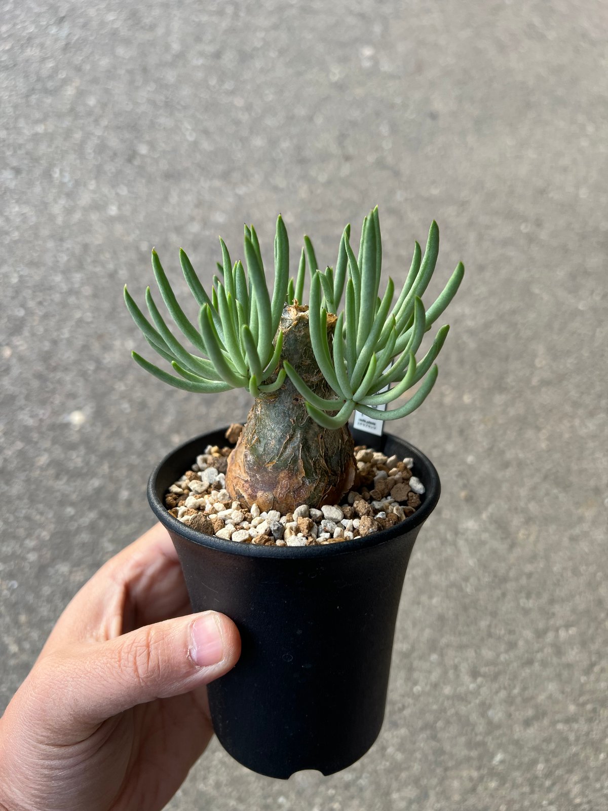 チレコドン　ペアルソニー　鉢ごと チレコドン ペアルソニー4 | STELLA.PLANTS