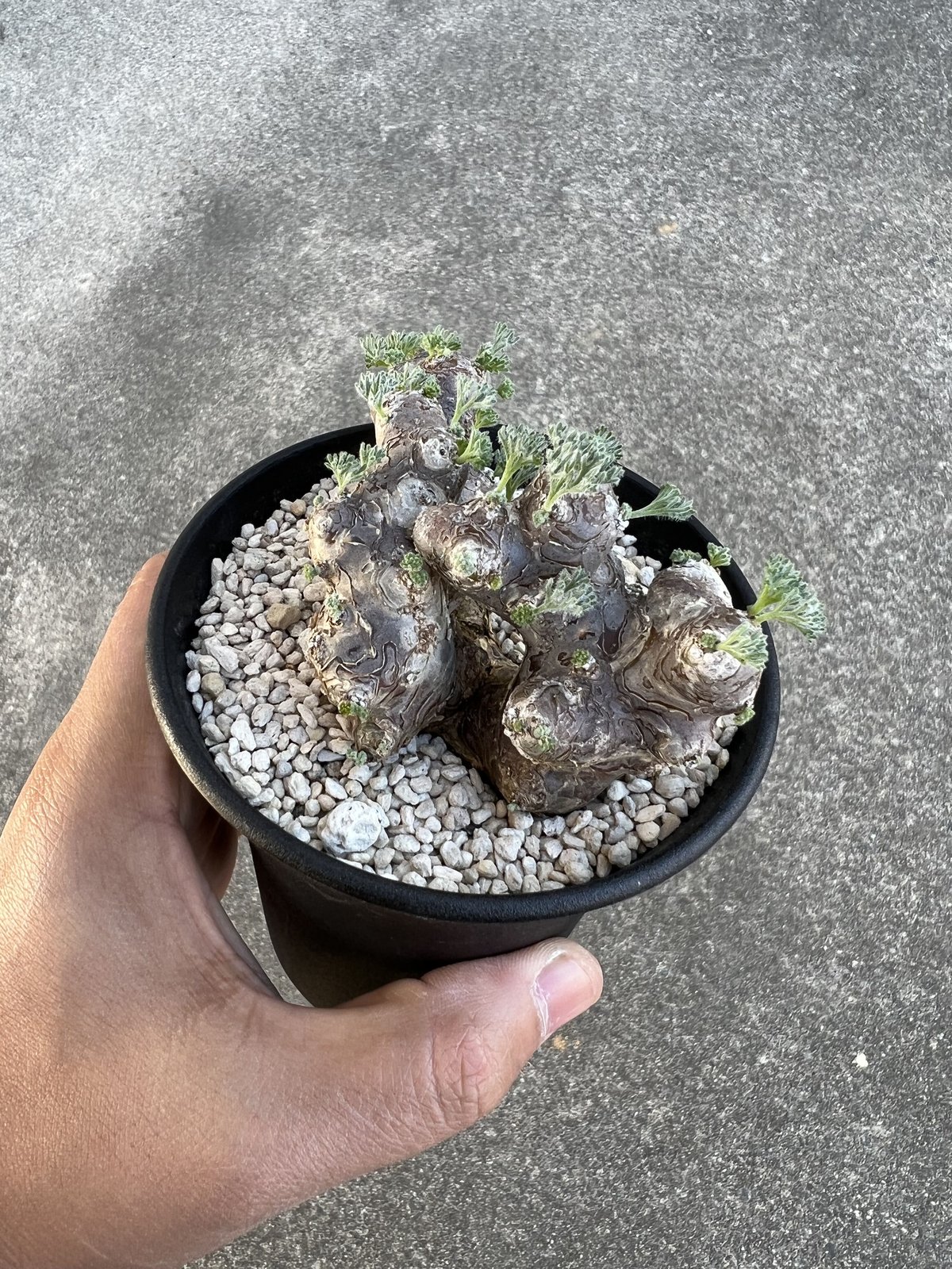 モンソニア ムルチフィダ | STELLA.PLANTS モンソニア ムルチフィダ | STELLA.PLANTS