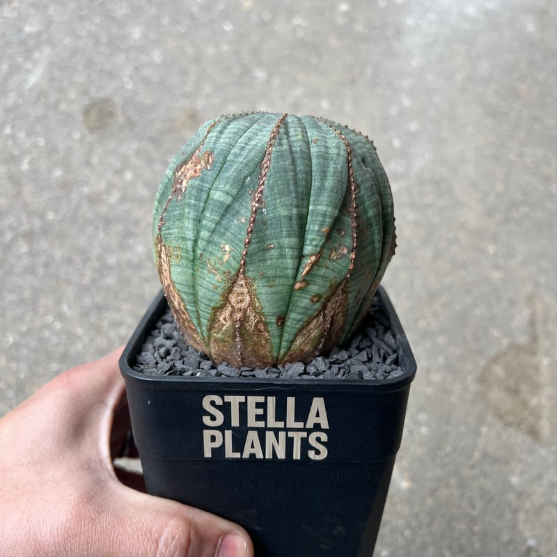 ユーフォルビア オベサ3 | STELLA.PLANTS