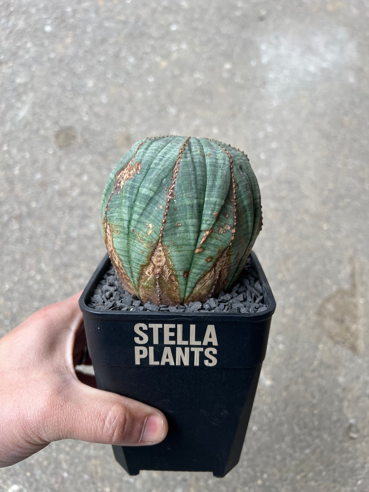 ユーフォルビア オベサ3 | STELLA.PLANTS
