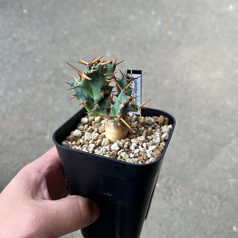 ユーフォルビア クラビゲラ 発根済み ユーフォルビア クラビゲラ 