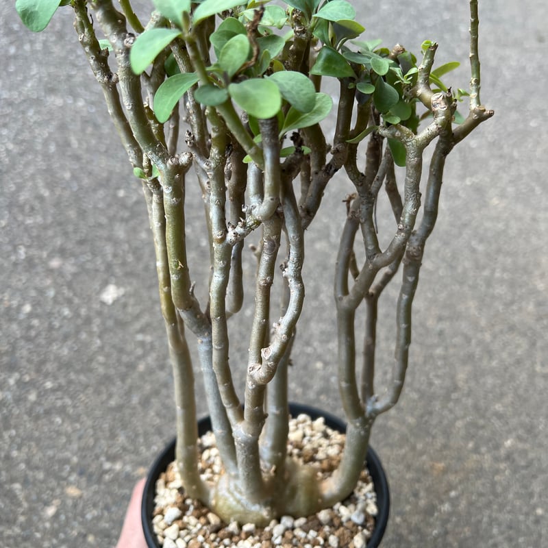 オトンナ　トリプリネルビア Othonna triplinervia【オトンナ・トリプリネルビア】 | RIMO'S GREEN