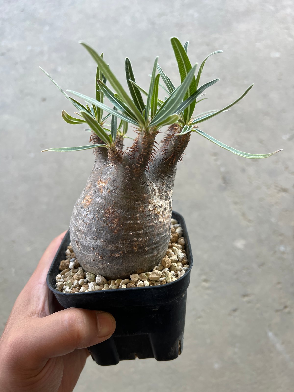 パキポディウム グラキリス | STELLA.PLANTS