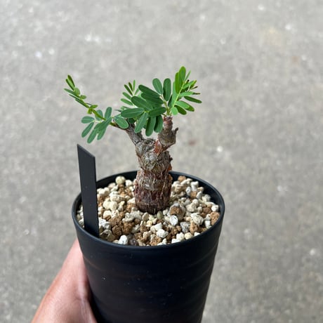 センナ メリディオナリス4