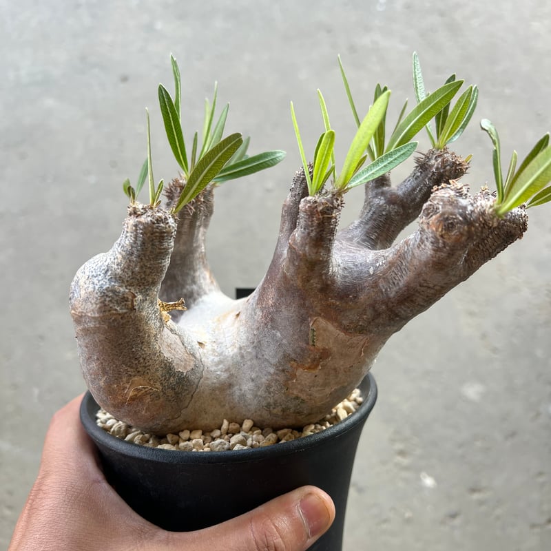 パキポディウム イノピナツム 国内管理10年超 パキポディウム イノピナツム s | morikoro plants